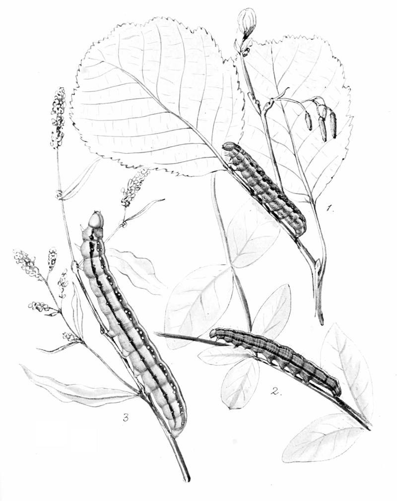 Moths of the British Isles Series2 Plate008