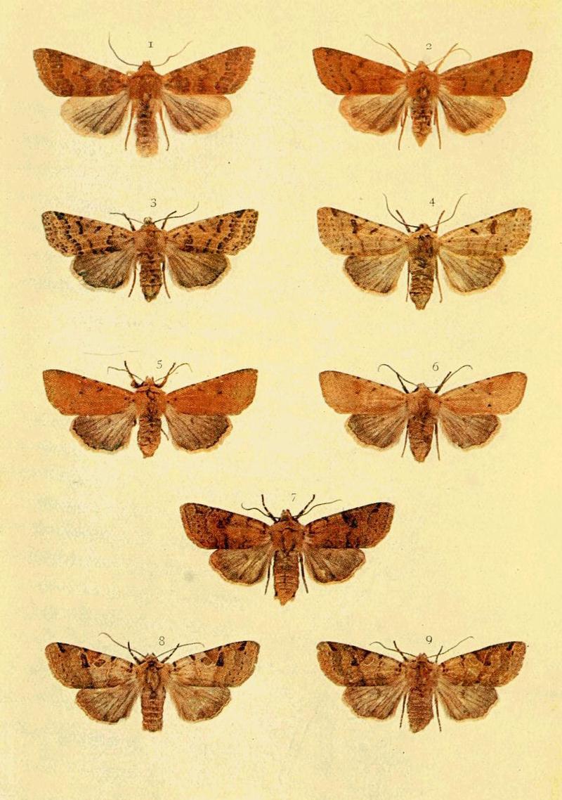 Moths of the British Isles Series2 Plate009