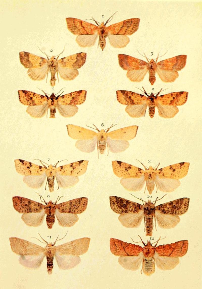 Moths of the British Isles Series2 Plate010