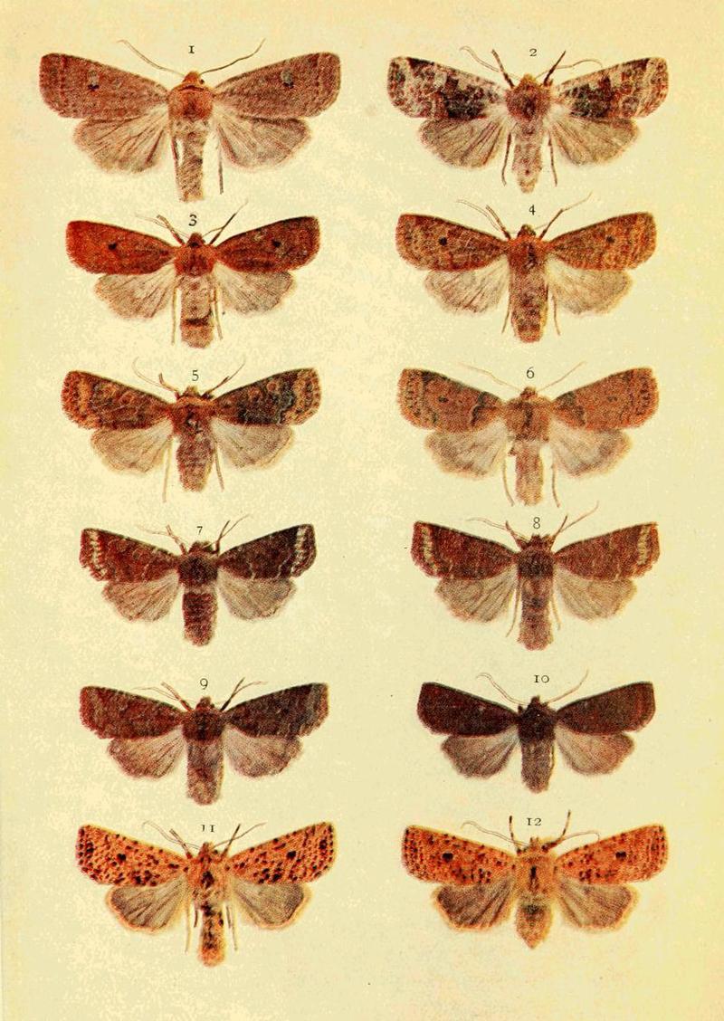 Moths of the British Isles Series2 Plate011