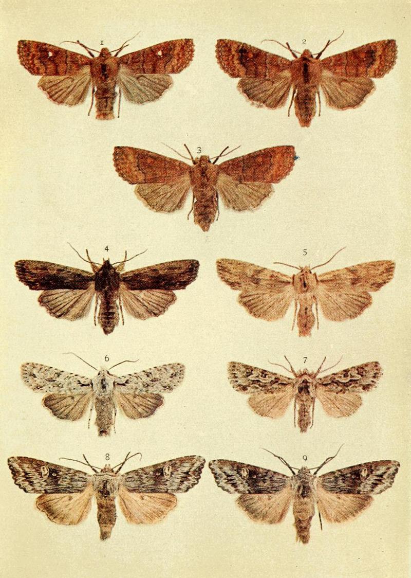 Moths of the British Isles Series2 Plate012