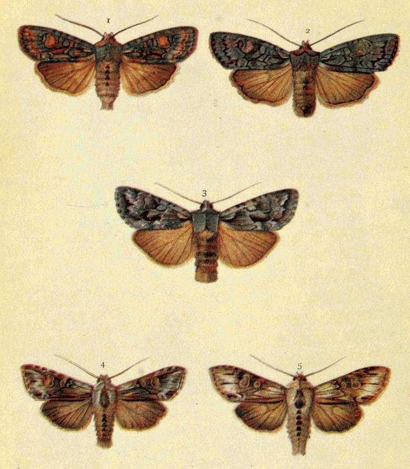 Moths of the British Isles Series2 Plate013