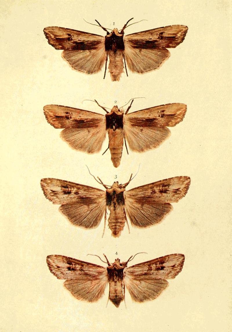 Moths of the British Isles Series2 Plate014