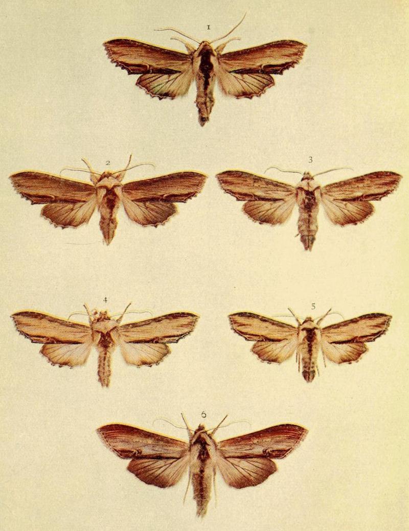 Moths of the British Isles Series2 Plate015