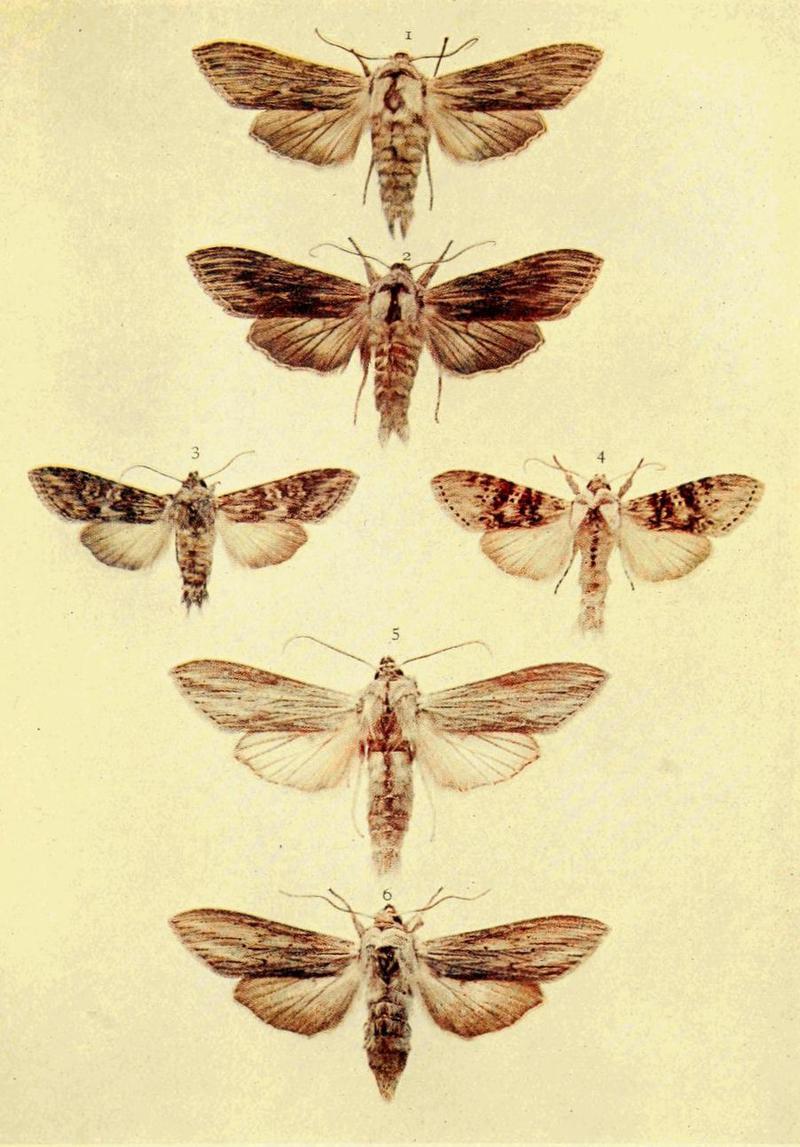 Moths of the British Isles Series2 Plate016