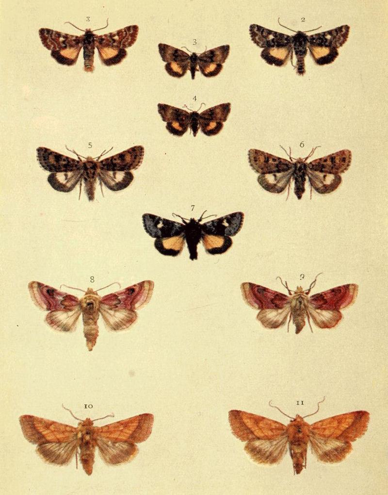 Moths of the British Isles Series2 Plate017