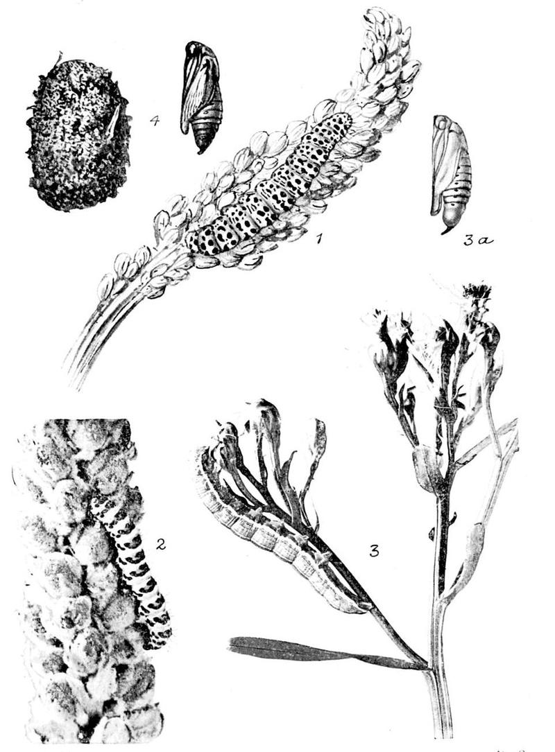 Moths of the British Isles Series2 Plate018
