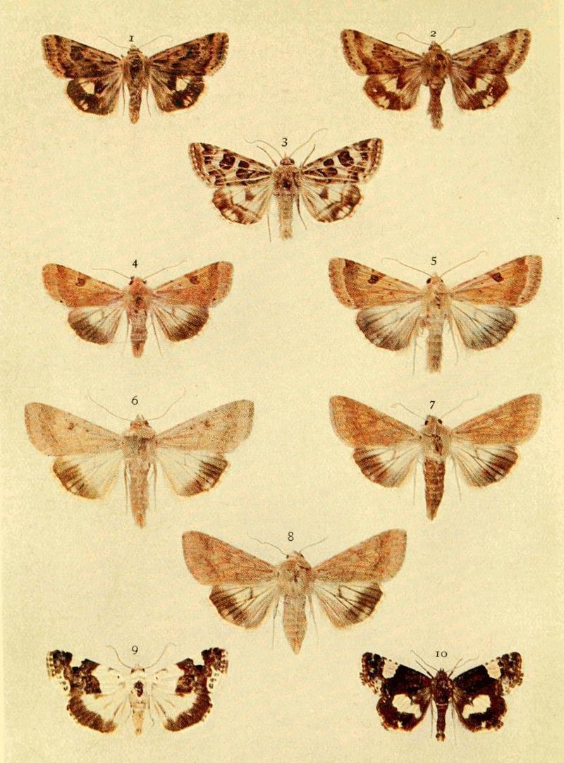 Moths of the British Isles Series2 Plate019