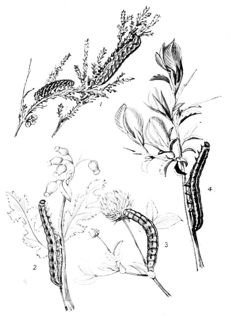 Moths of the British Isles Series2 Plate020