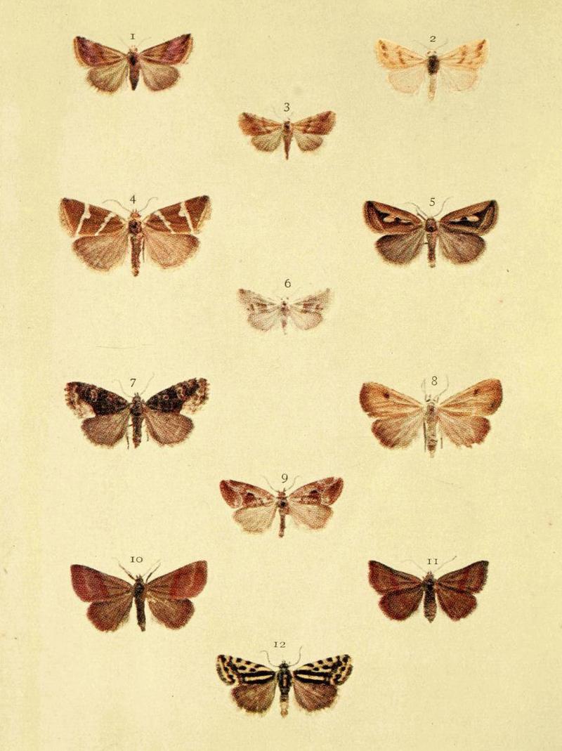 Moths of the British Isles Series2 Plate021