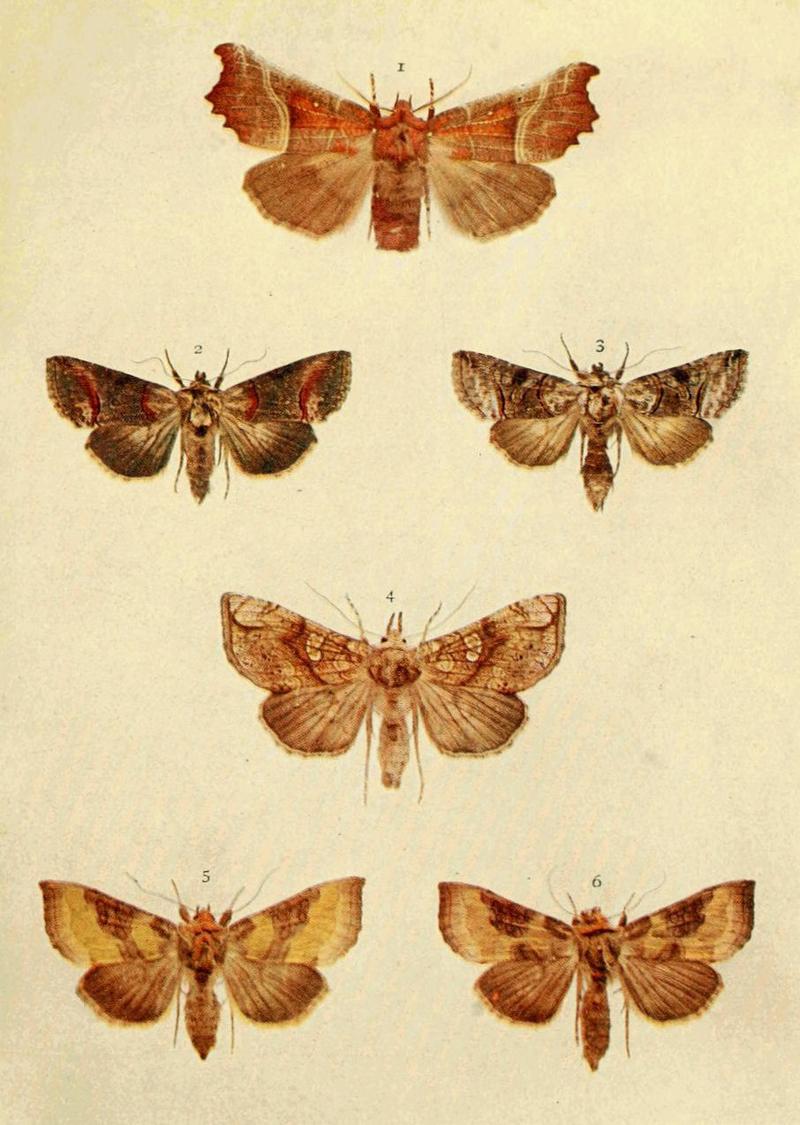 Moths of the British Isles Series2 Plate022