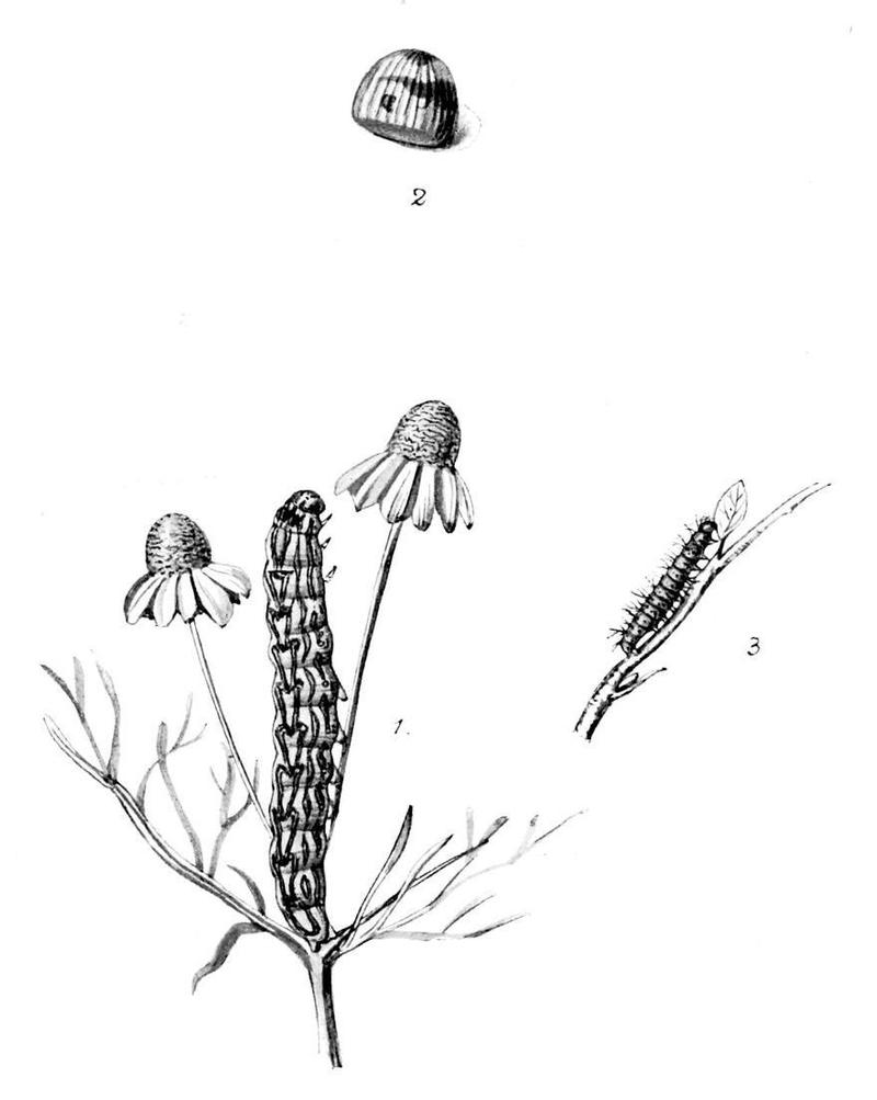 Moths of the British Isles Series2 Plate023