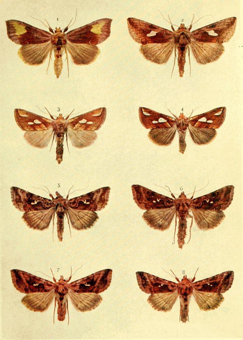 Moths of the British Isles Series2 Plate024