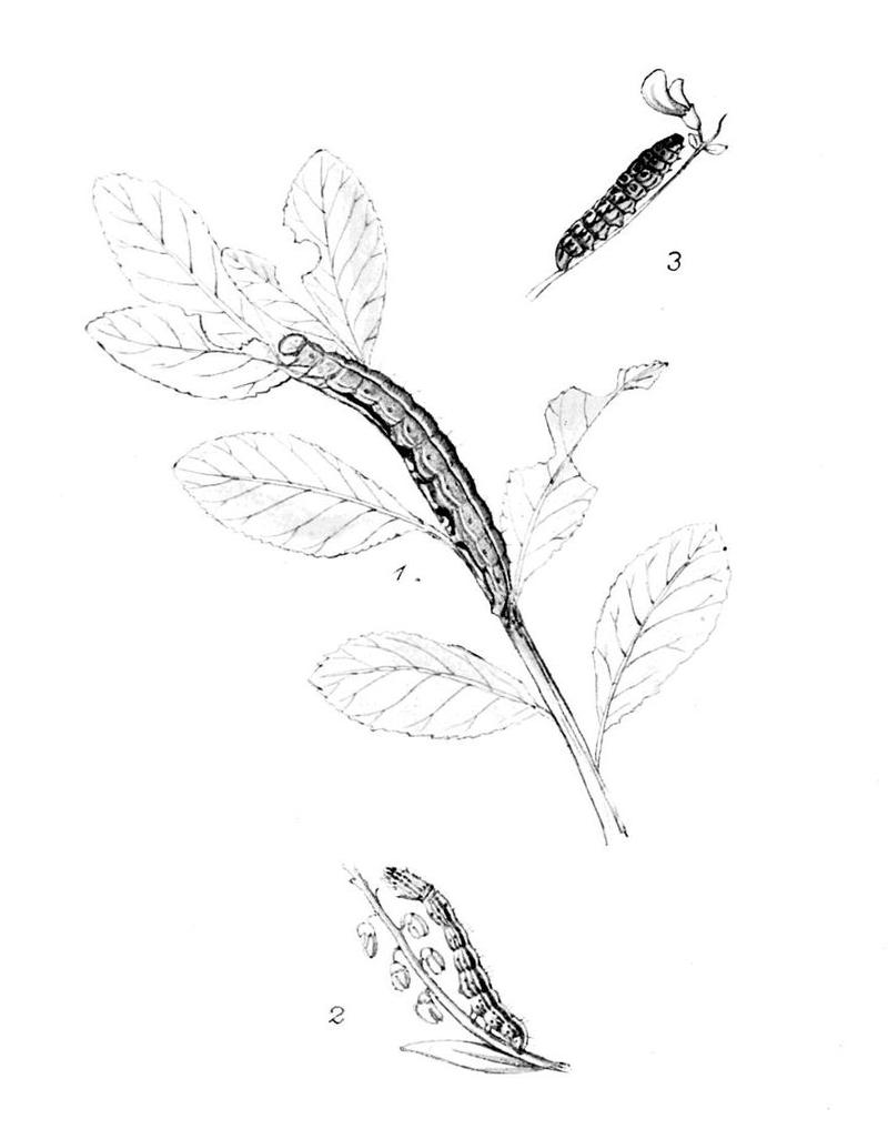 Moths of the British Isles Series2 Plate025