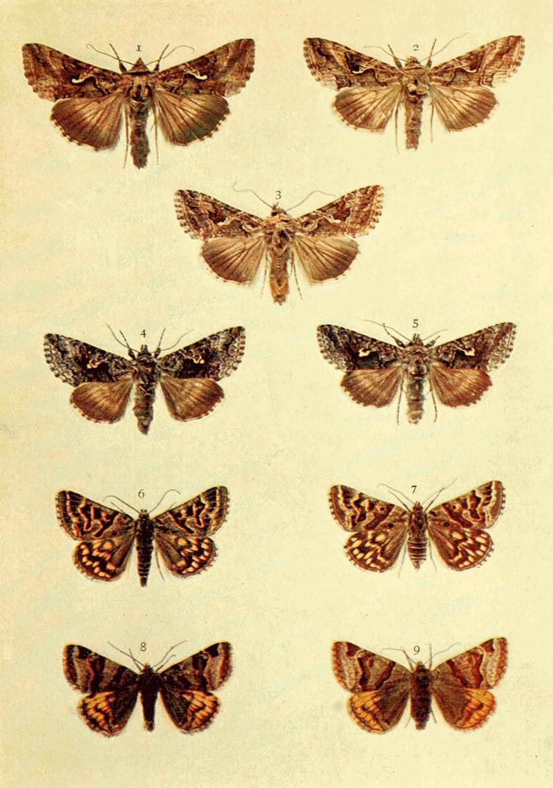 Moths of the British Isles Series2 Plate026
