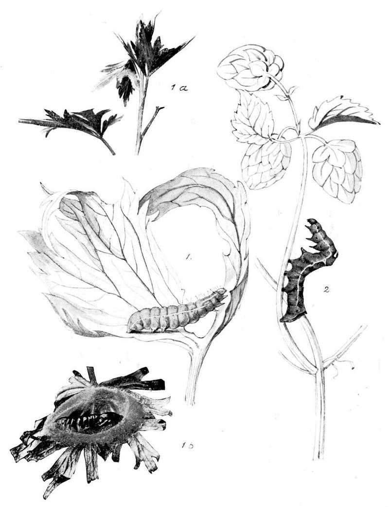 Moths of the British Isles Series2 Plate027
