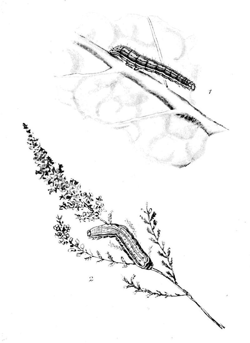 Moths of the British Isles Series2 Plate028