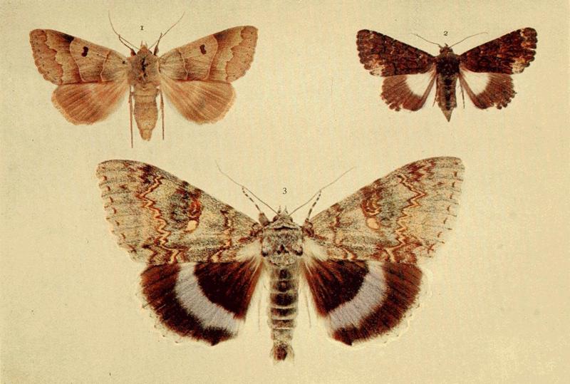 Moths of the British Isles Series2 Plate029