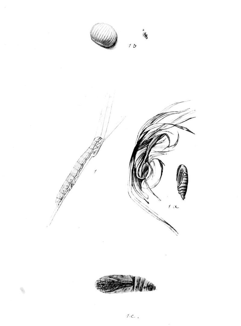 Moths of the British Isles Series2 Plate030
