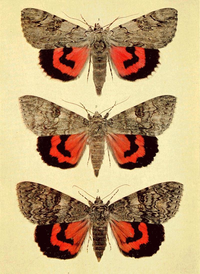 Moths of the British Isles Series2 Plate031