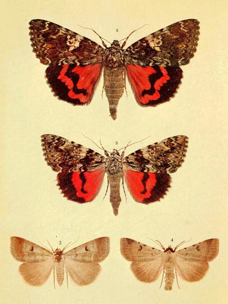Moths of the British Isles Series2 Plate032