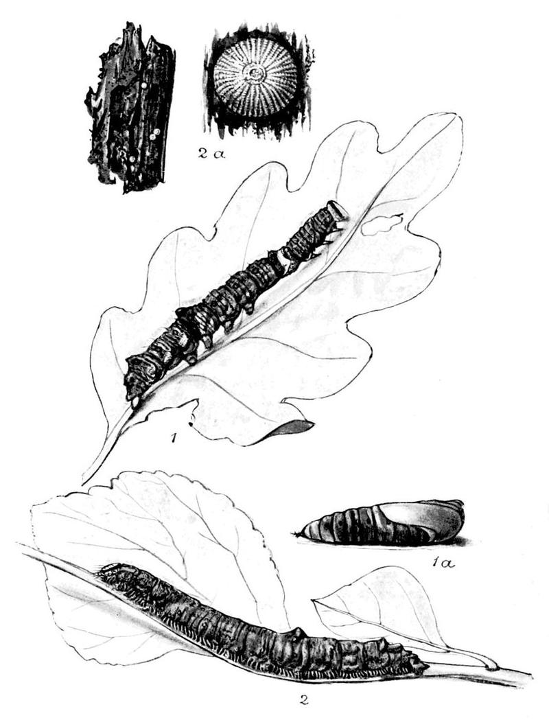 Moths of the British Isles Series2 Plate033