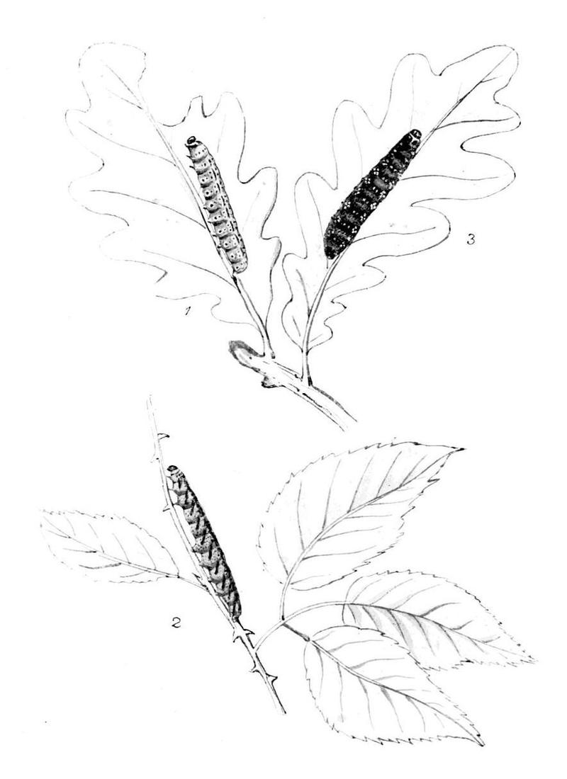 Moths of the British Isles Series2 Plate034