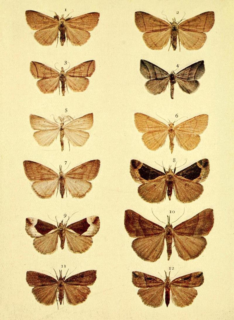 Moths of the British Isles Series2 Plate035