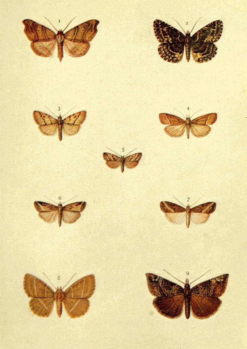 Moths of the British Isles Series2 Plate036