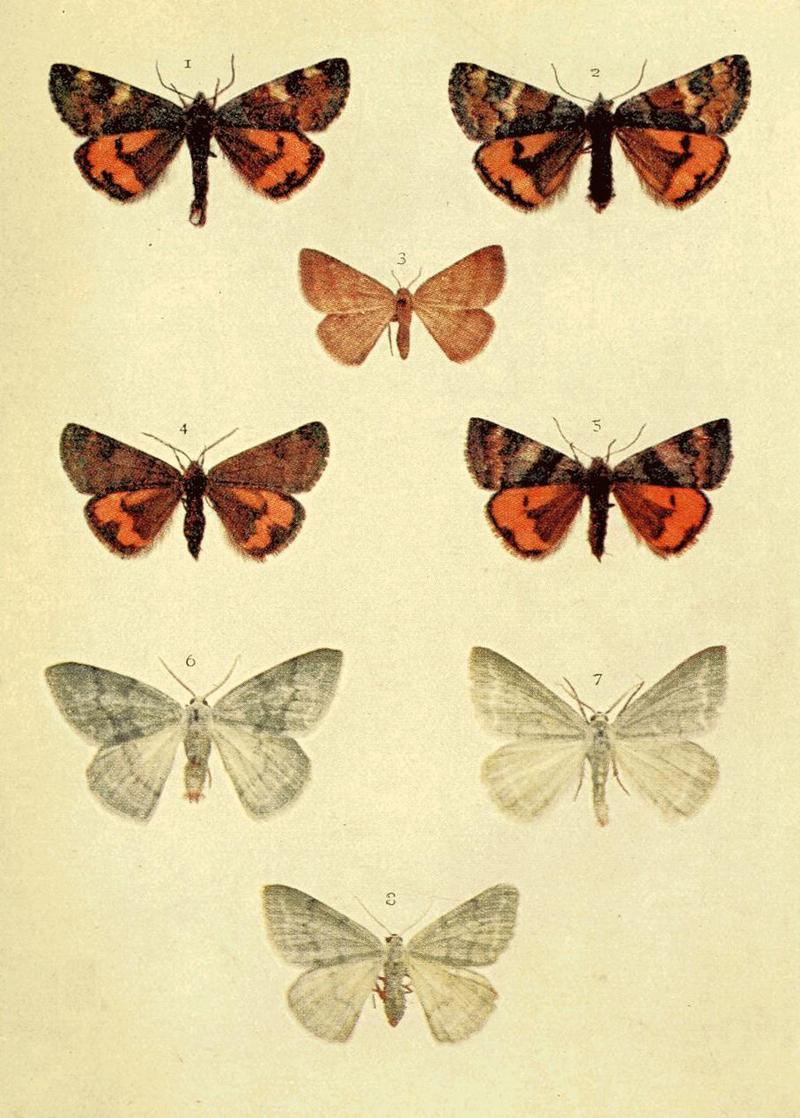 Moths of the British Isles Series2 Plate038