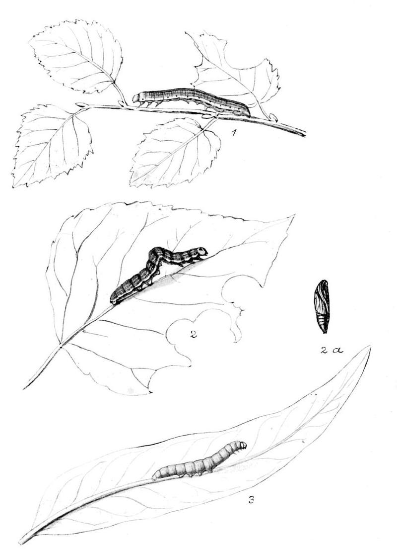 Moths of the British Isles Series2 Plate039