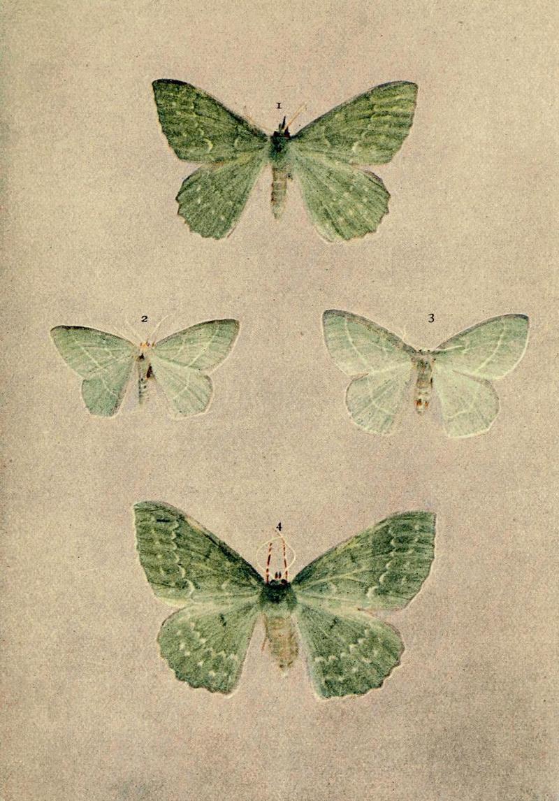 Moths of the British Isles Series2 Plate040