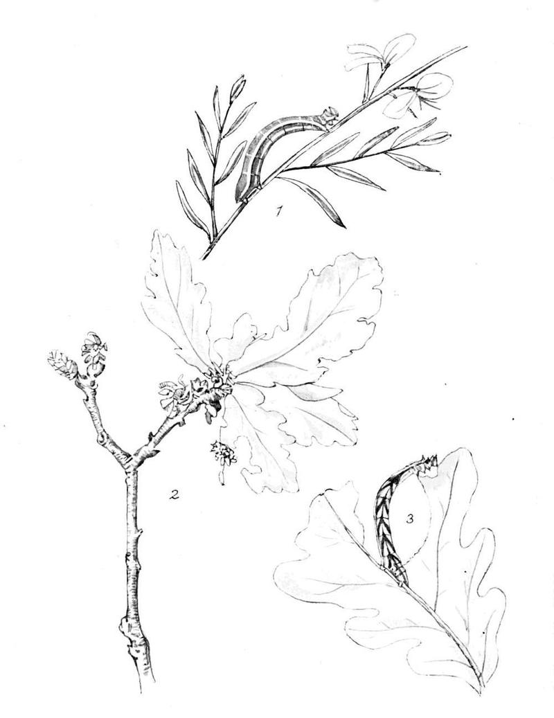 Moths of the British Isles Series2 Plate041