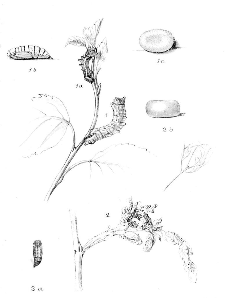 Moths of the British Isles Series2 Plate042