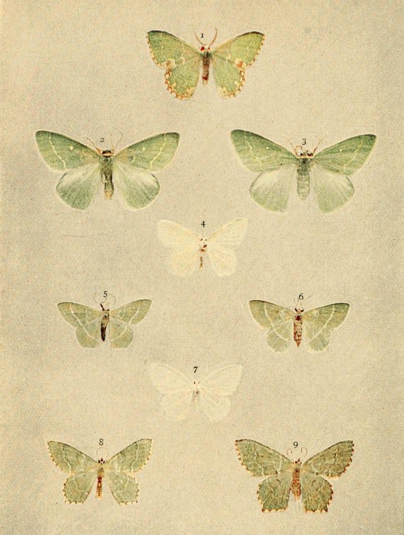 Moths of the British Isles Series2 Plate043
