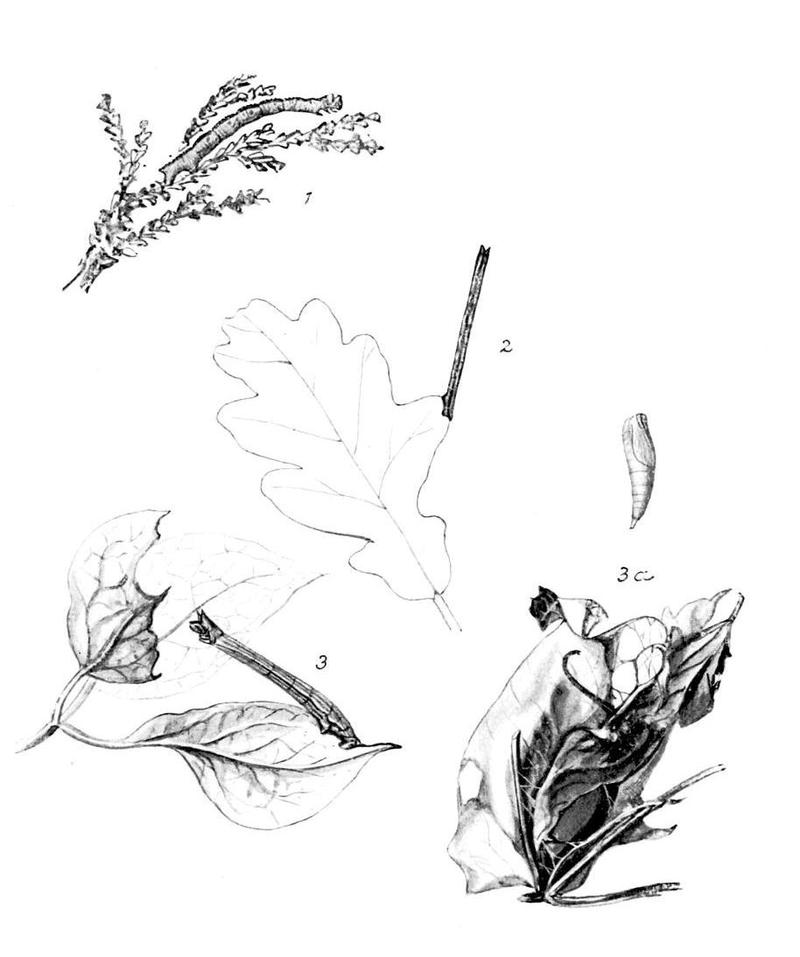 Moths of the British Isles Series2 Plate044