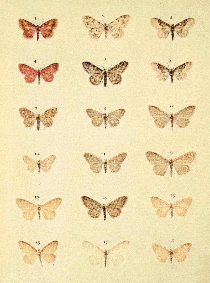 Moths of the British Isles Series2 Plate045