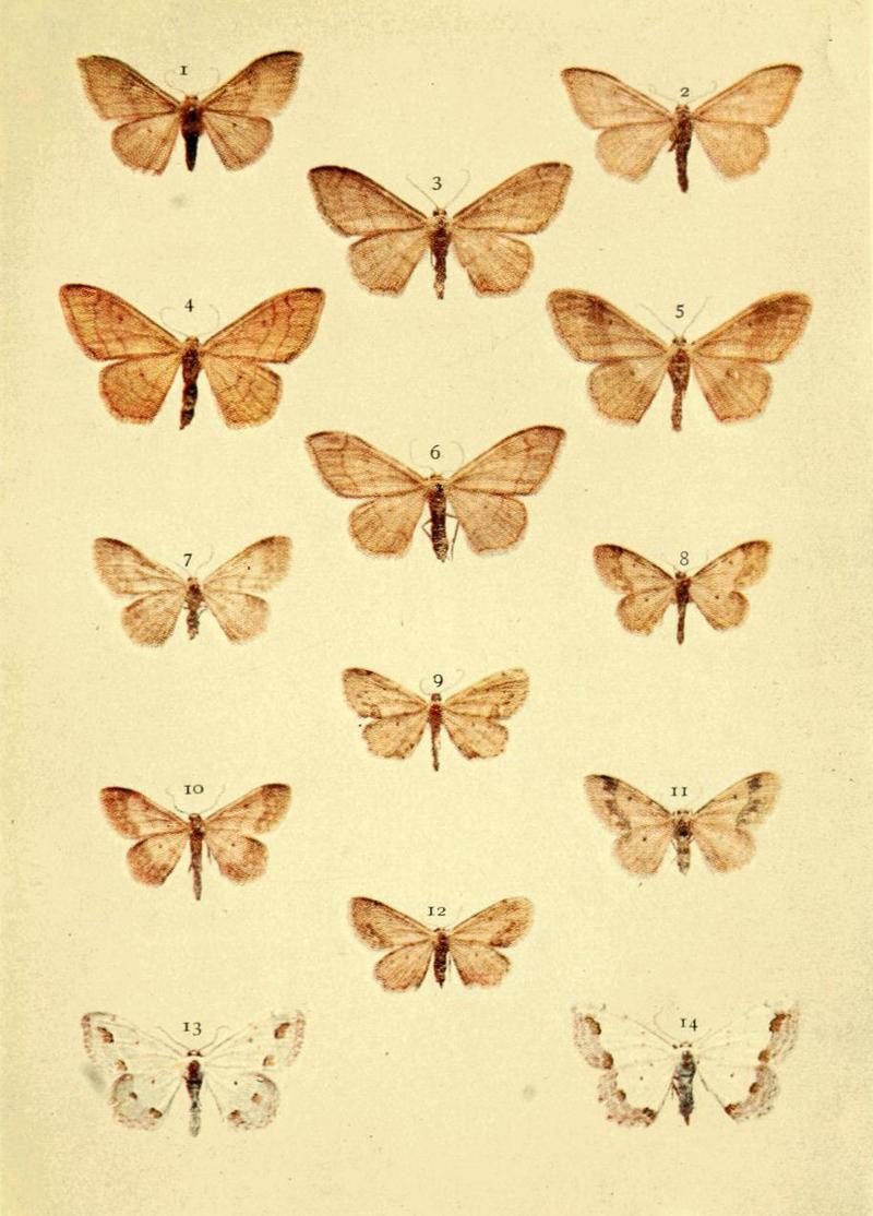 Moths of the British Isles Series2 Plate046