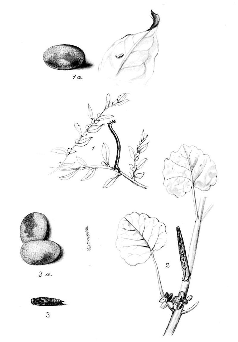 Moths of the British Isles Series2 Plate047