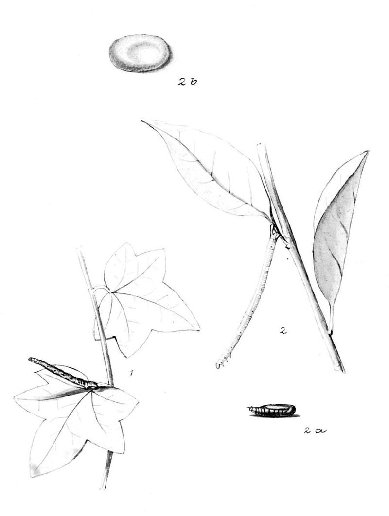 Moths of the British Isles Series2 Plate048