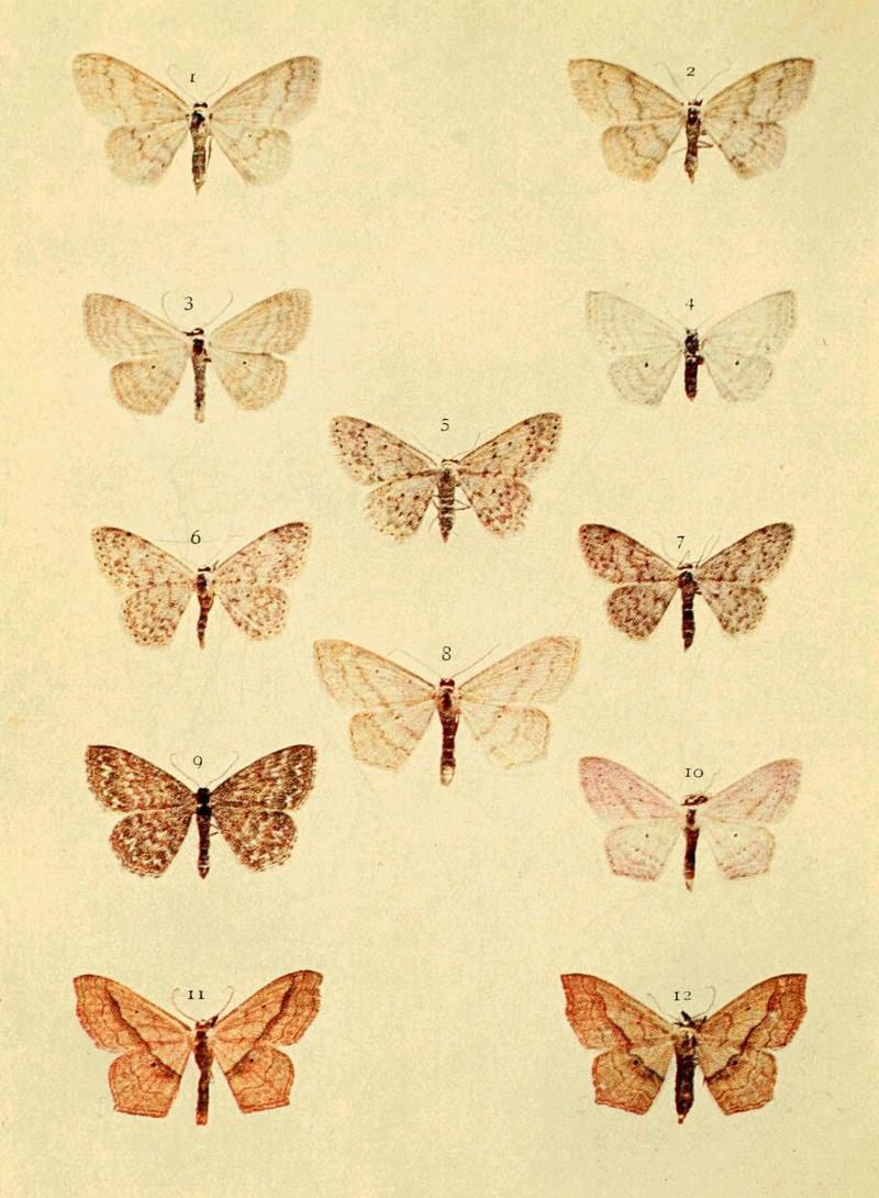 Moths of the British Isles Series2 Plate049