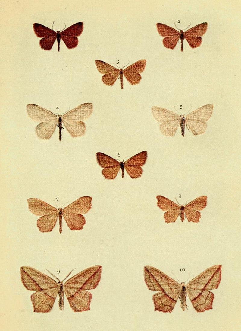 Moths of the British Isles Series2 Plate050