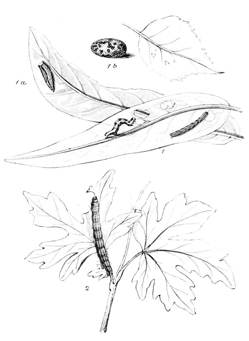 Moths of the British Isles Series2 Plate051
