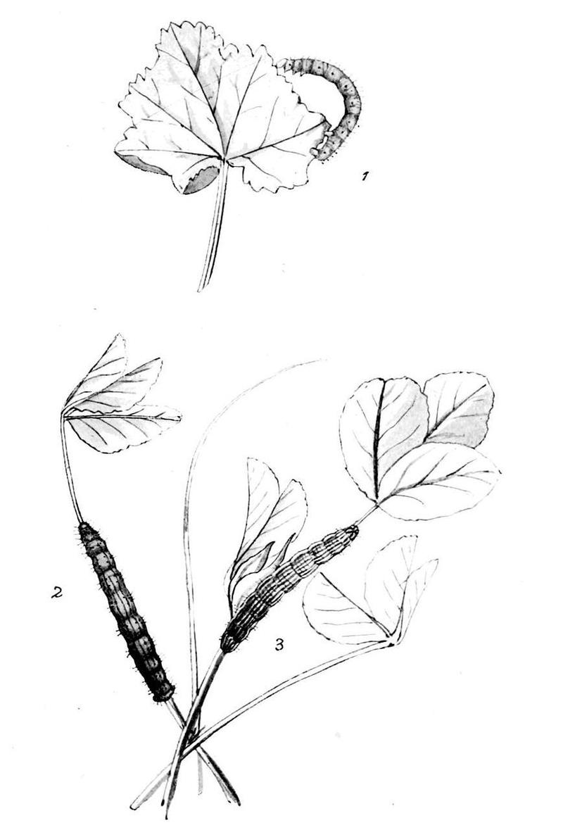 Moths of the British Isles Series2 Plate052