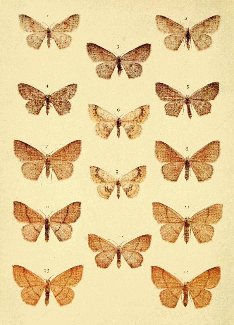Moths of the British Isles Series2 Plate053