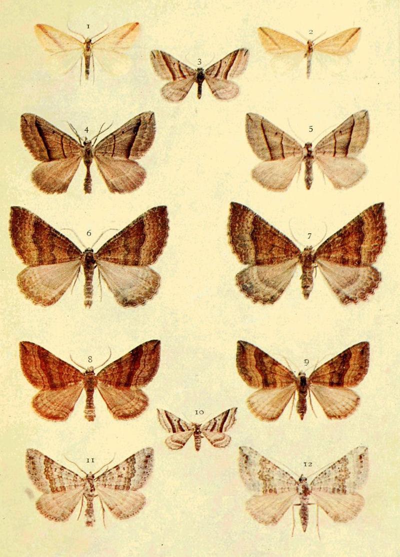 Moths of the British Isles Series2 Plate054