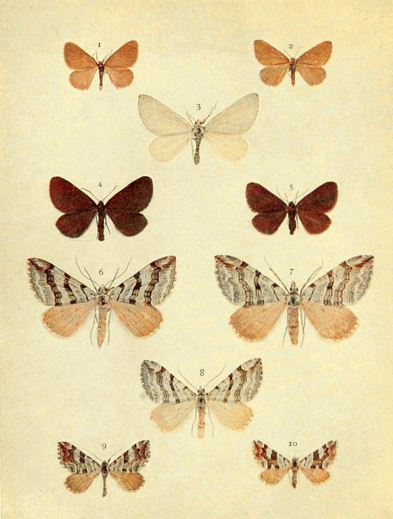 Moths of the British Isles Series2 Plate055