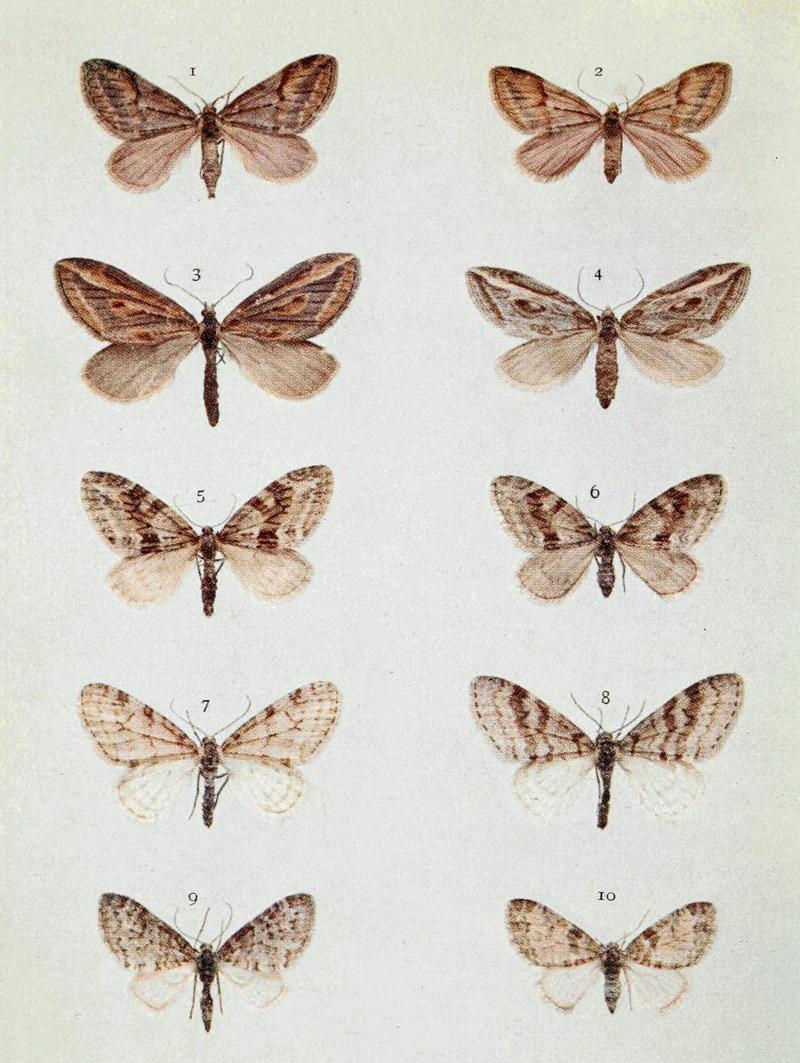 Moths of the British Isles Series2 Plate057