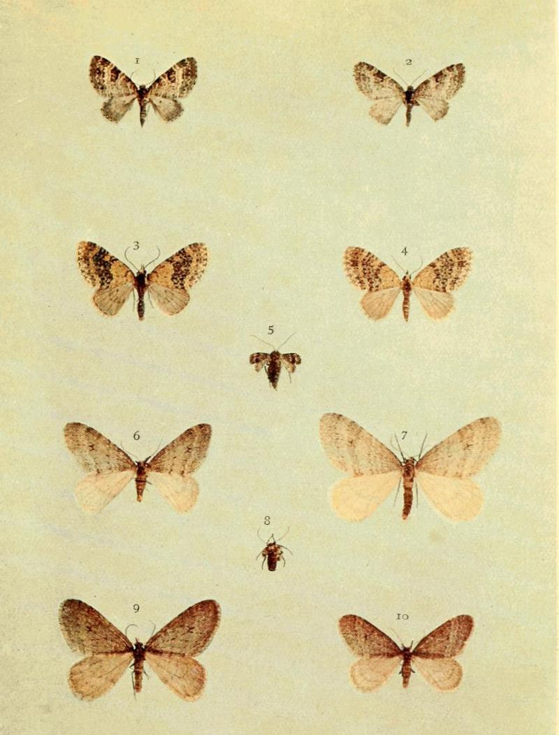 Moths of the British Isles Series2 Plate058