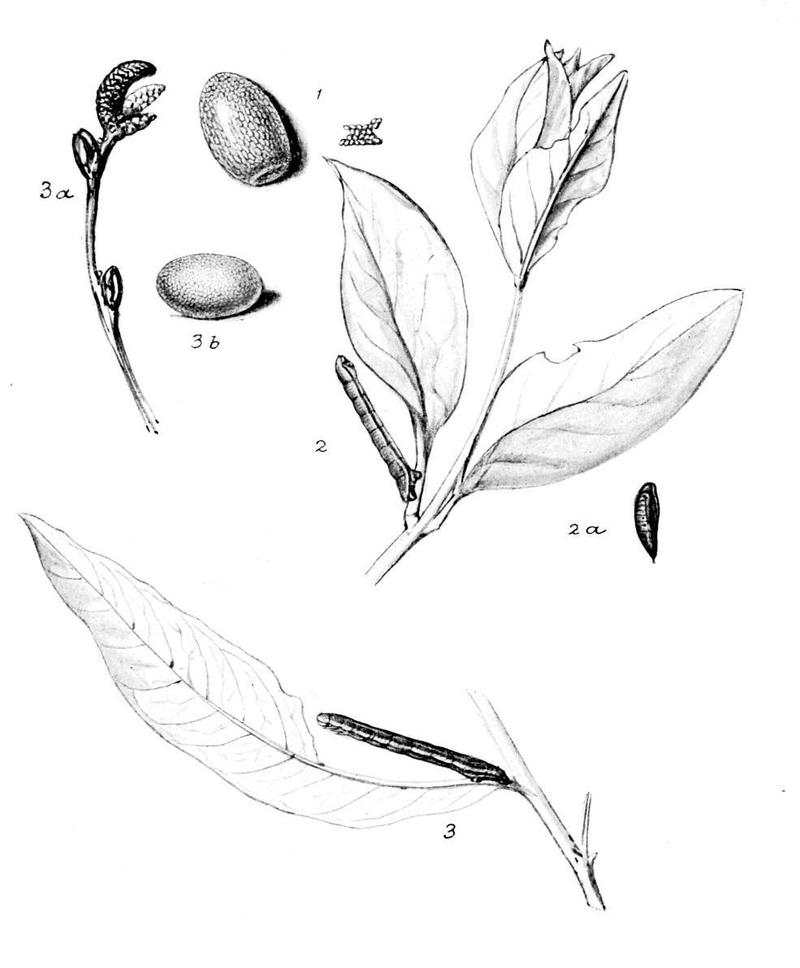 Moths of the British Isles Series2 Plate059